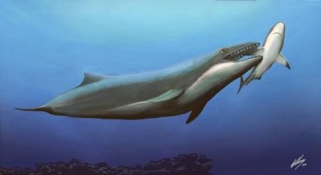 Древние киты рождались на земле